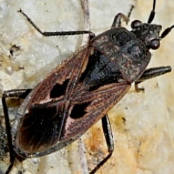 Rhyparochromus pini
